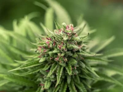 Verschiedene Genetiken ausprobieren – Weed Samen kaufen für Sammler