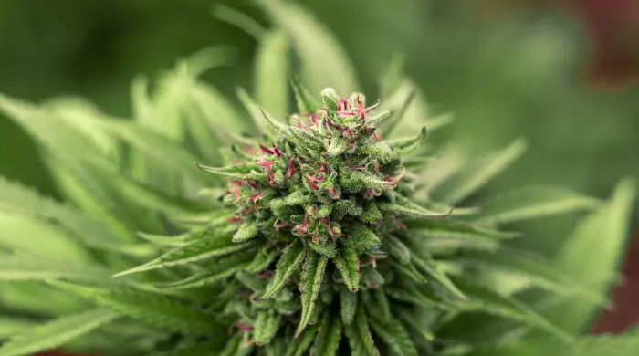 Verschiedene Genetiken ausprobieren – Weed Samen kaufen für Sammler